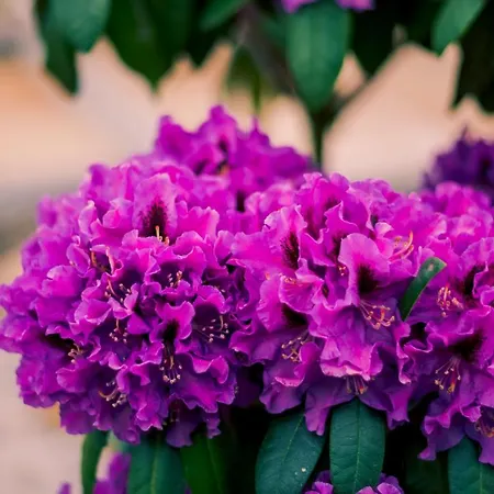 Miedzy Cisza A Cisza - Caloroczne *