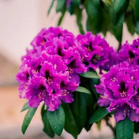 Miedzy Cisza A Cisza - Caloroczne Polanica-Zdrój