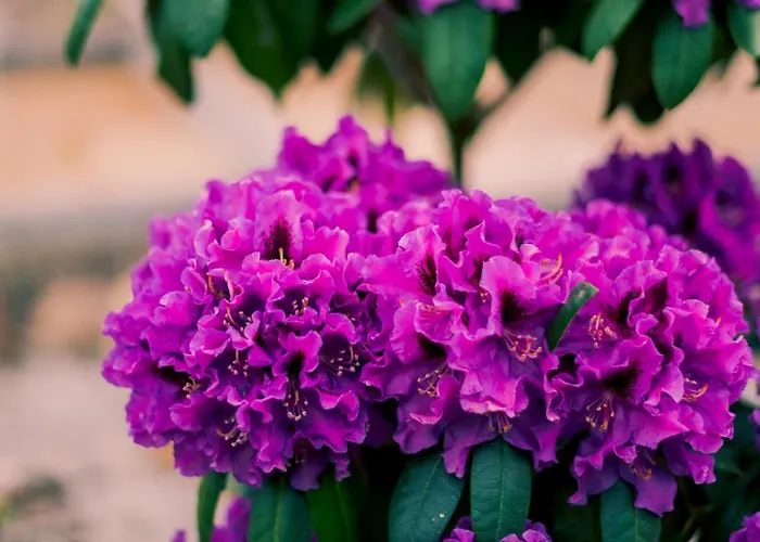 Miedzy Cisza A Cisza - Caloroczne *