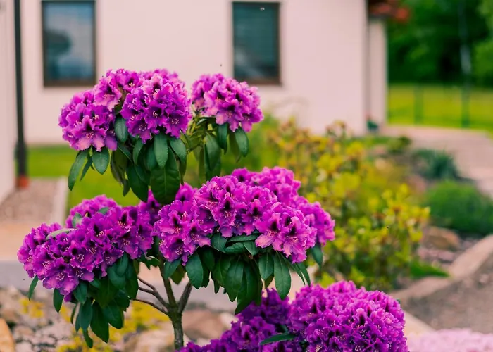 Miedzy Cisza A Cisza - Caloroczne