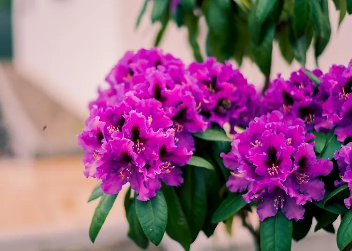 Miedzy Cisza A Cisza - Caloroczne Polanica-Zdrój